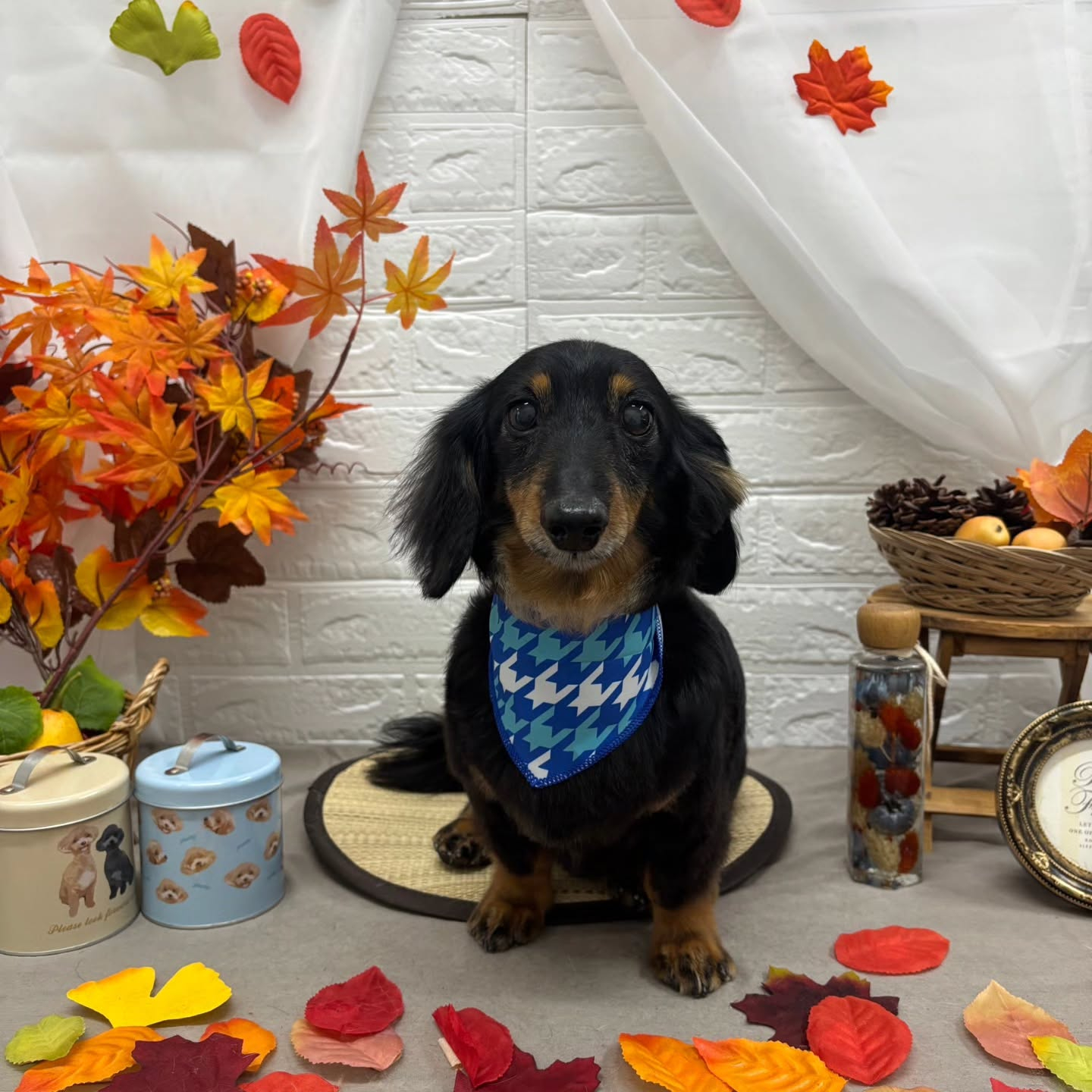 🍠🍠🍠🍠🍠🍠🍠🍠🍠🍠🍠🍠