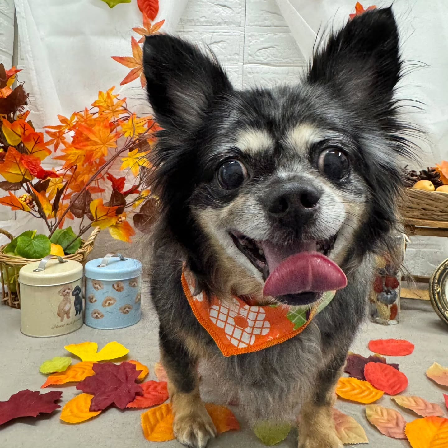 🍠🍠🍠🍠🍠🍠🍠🍠🍠🍠🍠🍠