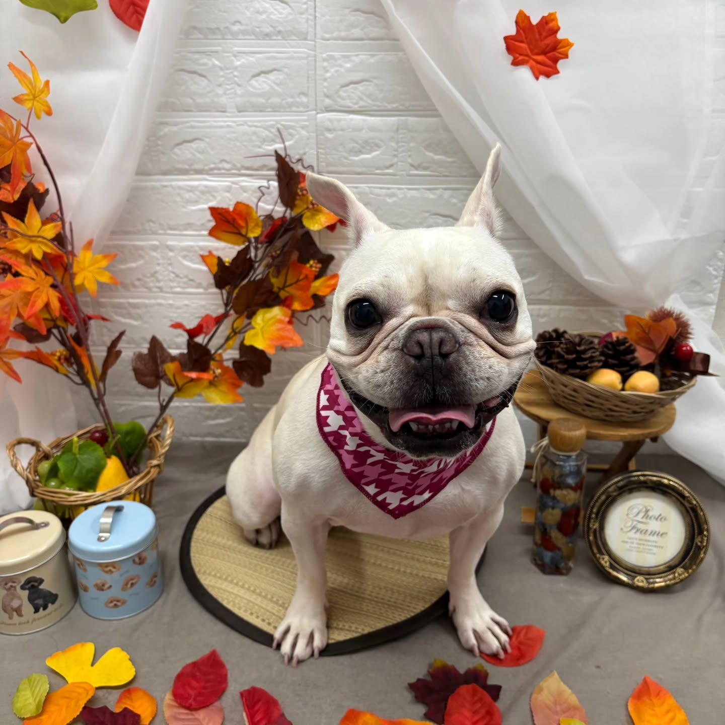 🍠🍠🍠🍠🍠🍠🍠🍠🍠🍠🍠