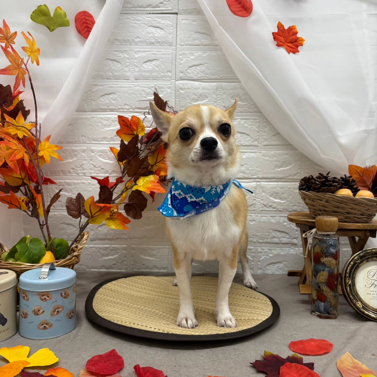 🍠🍠🍠🍠🍠🍠🍠🍠🍠🍠🍠