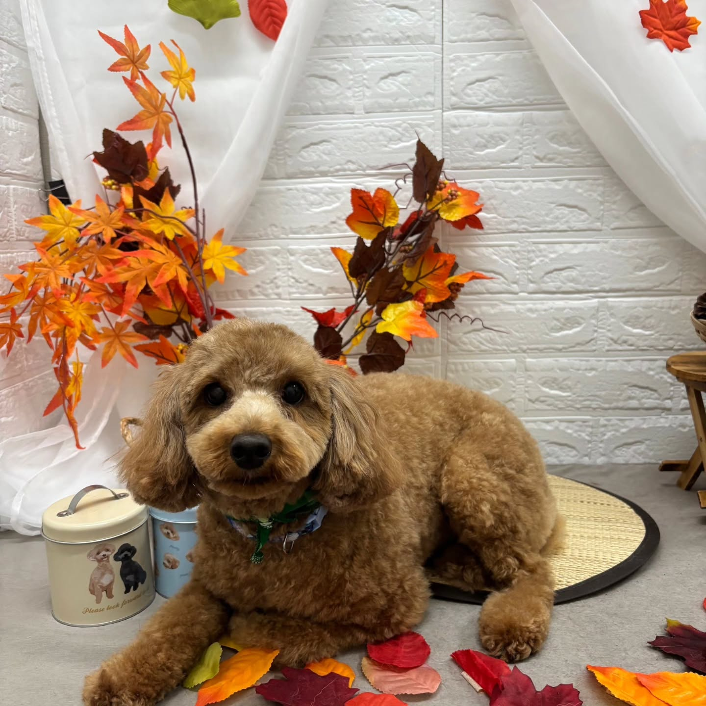 🍠🍠🍠🍠🍠🍠🍠🍠🍠🍠🍠