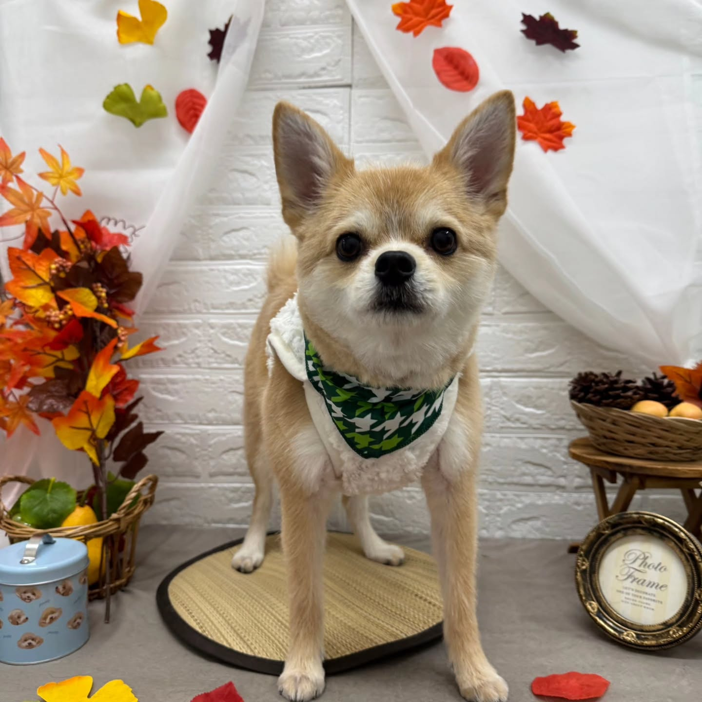 🍁🍁🍁🍁🍁🍁🍁🍁🍁🍁