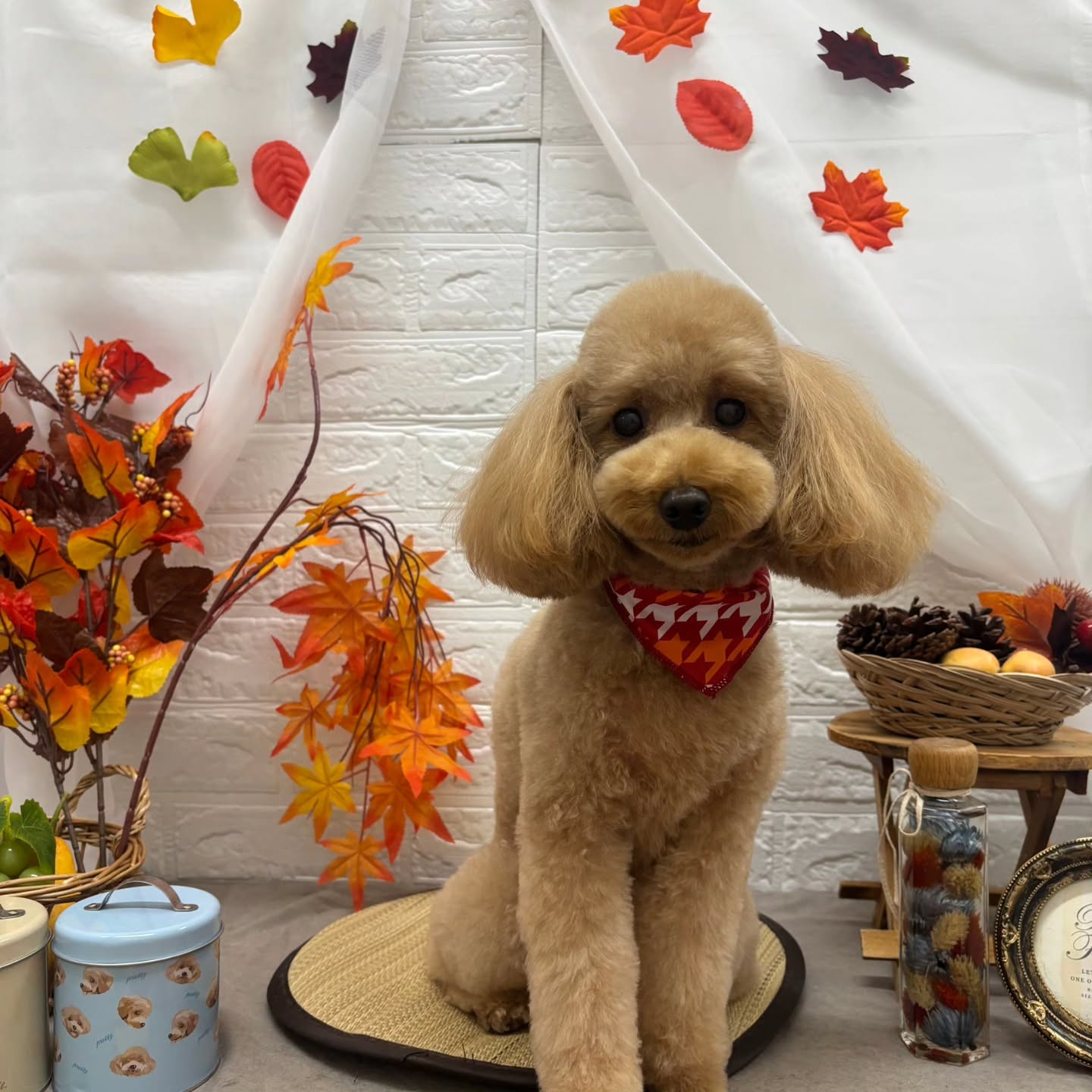 🍠🍠🍠🍠🍠🍠🍠🍠🍠🍠