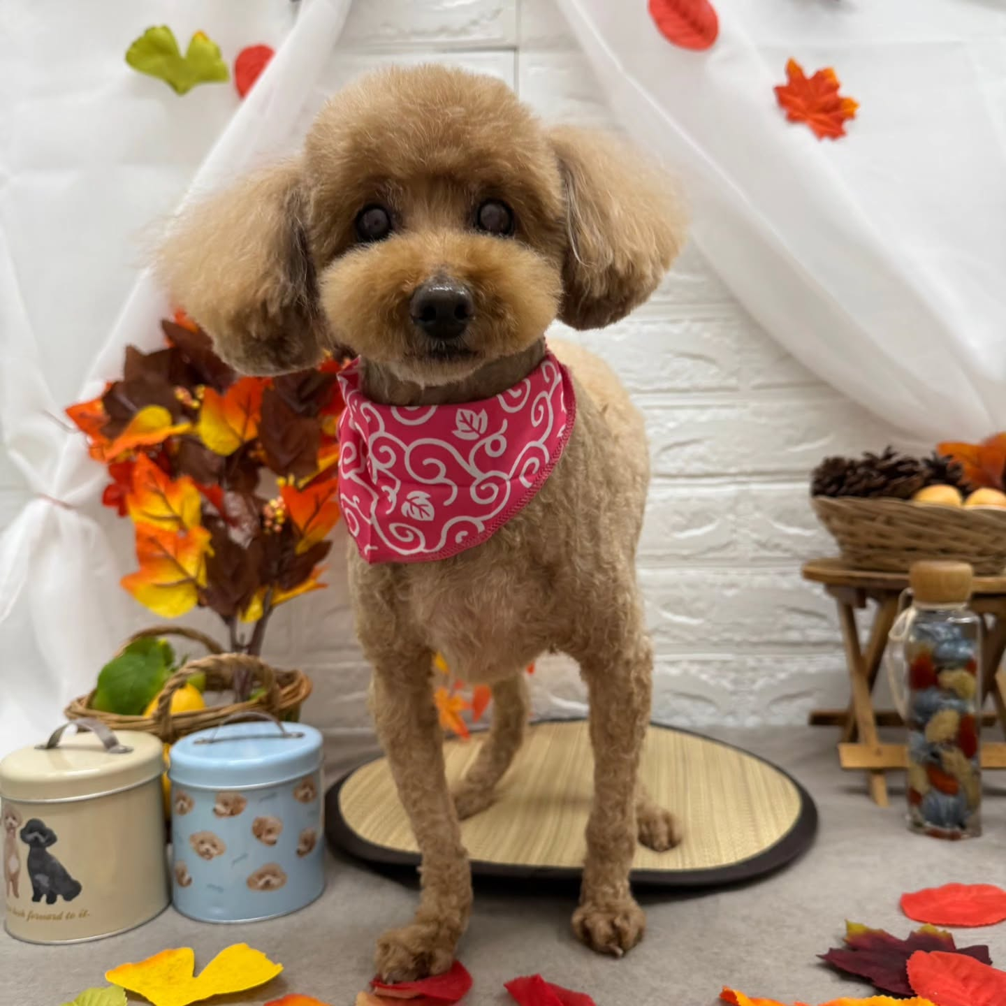 🍠🍠🍠🍠🍠🍠🍠🍠🍠🍠