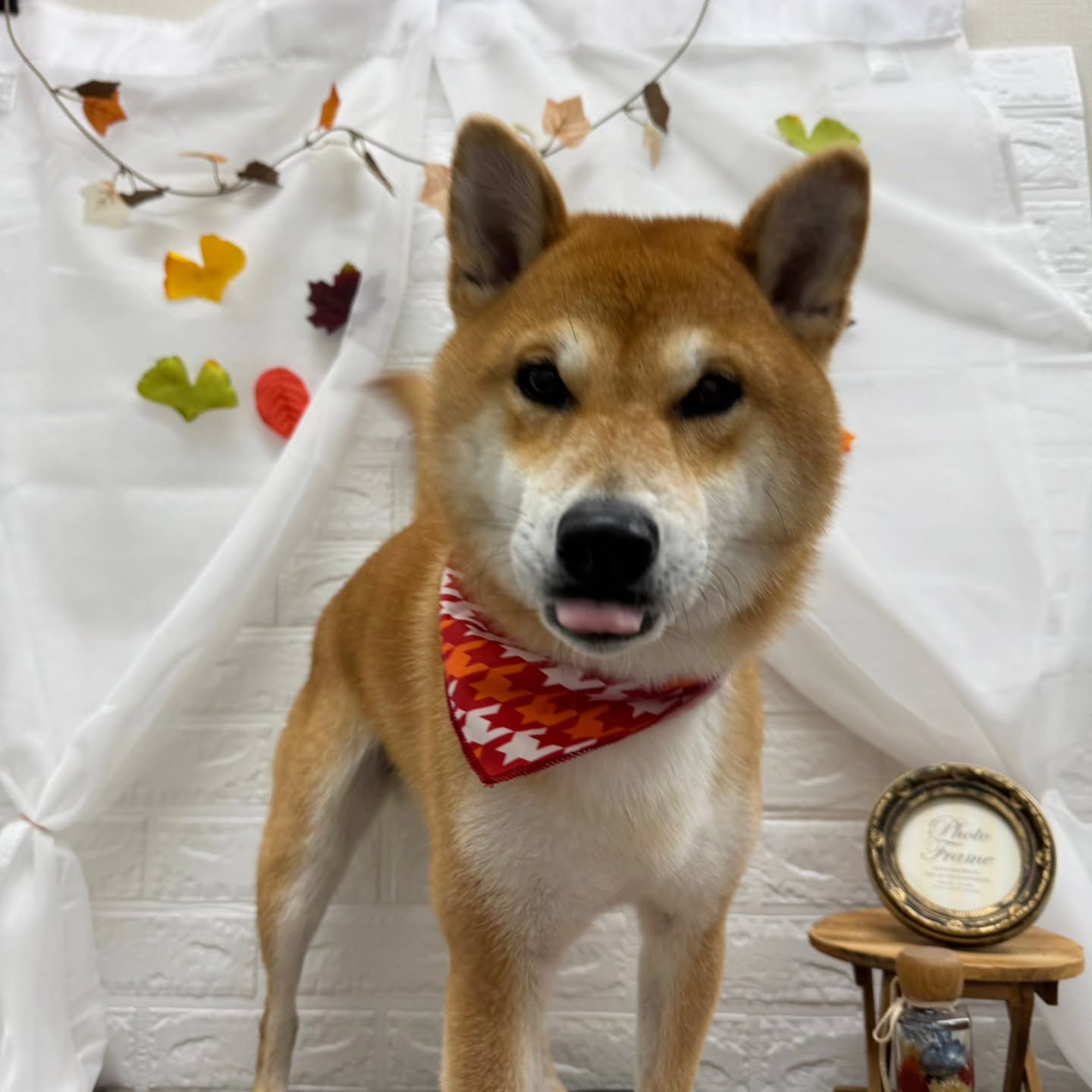 🍠🍠🍠🍠🍠🍠🍠🍠🍠🍠