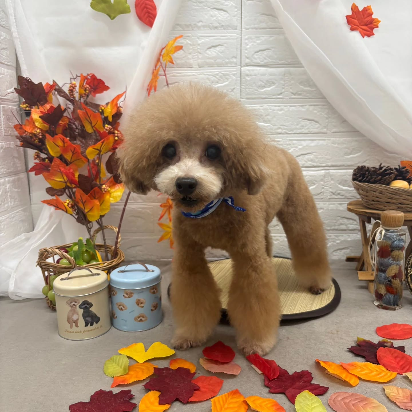 🍠🍠🍠🍠🍠🍠🍠🍠🍠🍠