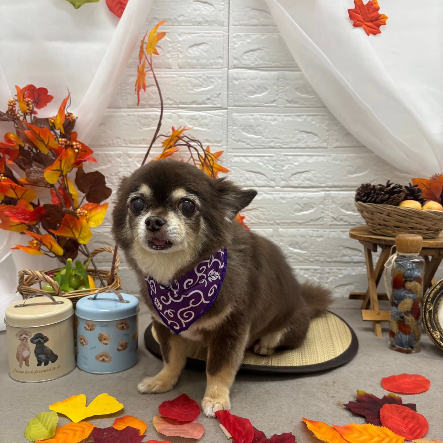 🍠🍠🍠🍠🍠🍠🍠🍠🍠🍠