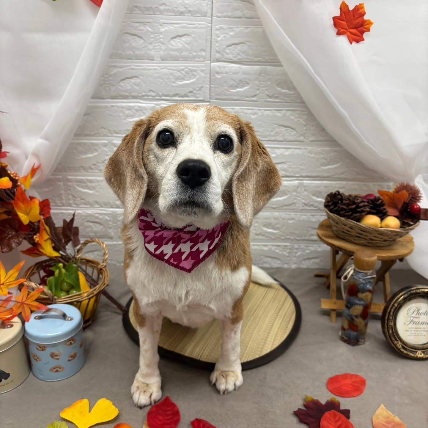 🍠🍠🍠🍠🍠🍠🍠🍠🍠🍠