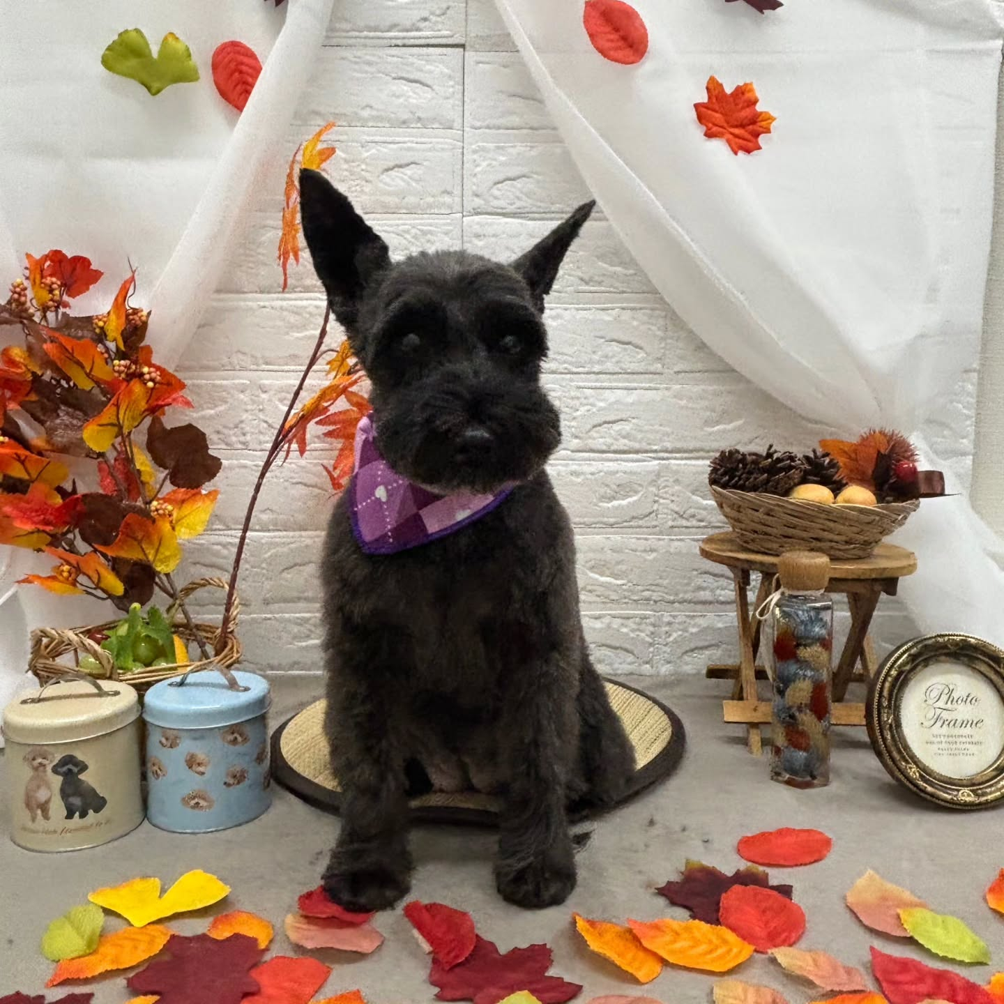 🍠🍠🍠🍠🍠🍠🍠🍠🍠🍠