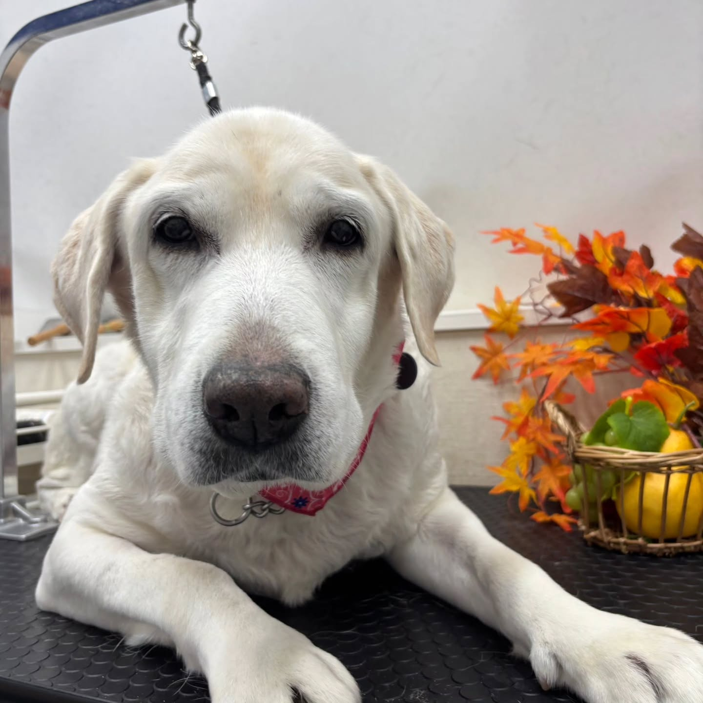 🍠🍠🍠🍠🍠🍠🍠🍠🍠🍠