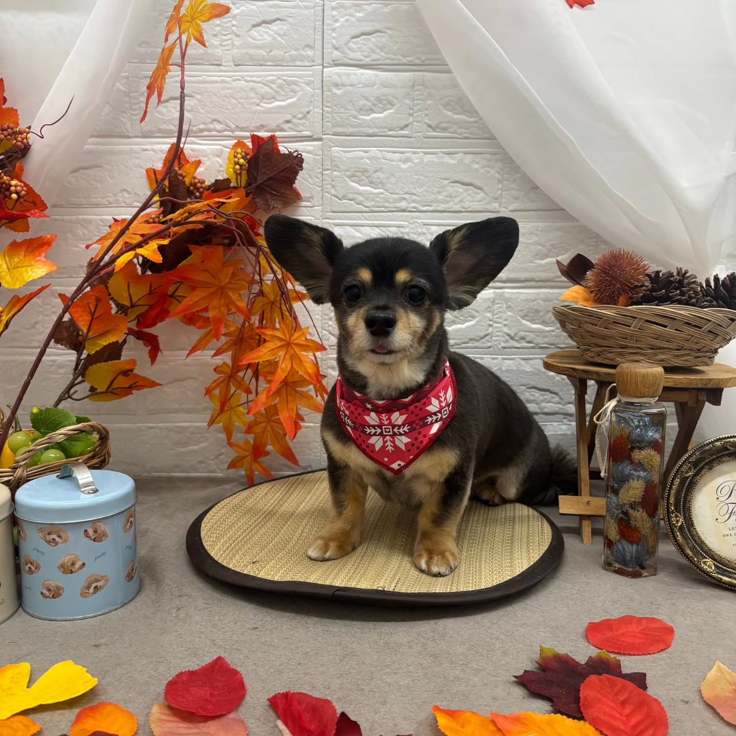 🍠🍠🍠🍠🍠🍠🍠🍠🍠🍠🍠🍠🍠