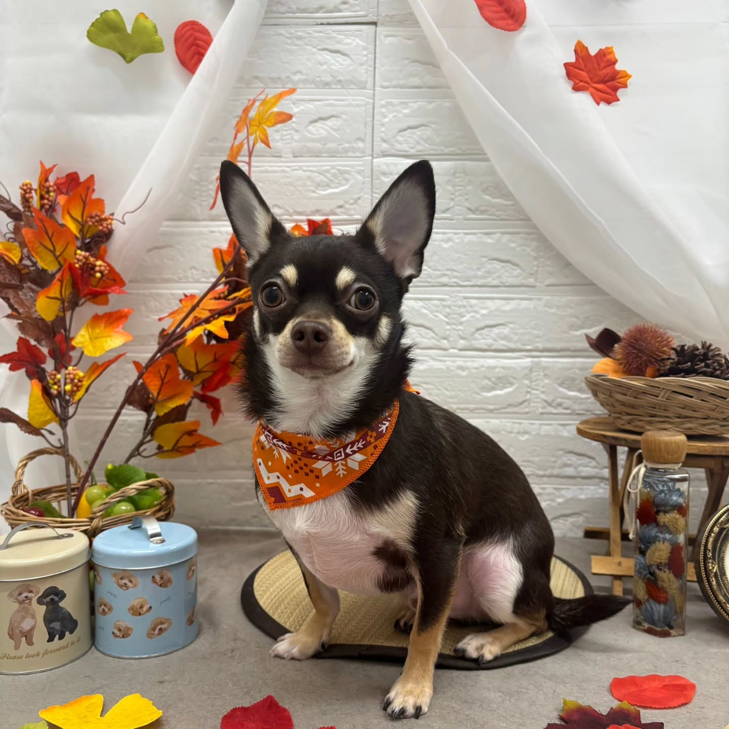 🍠🍠🍠🍠🍠🍠🍠🍠🍠🍠🍠🍠🍠