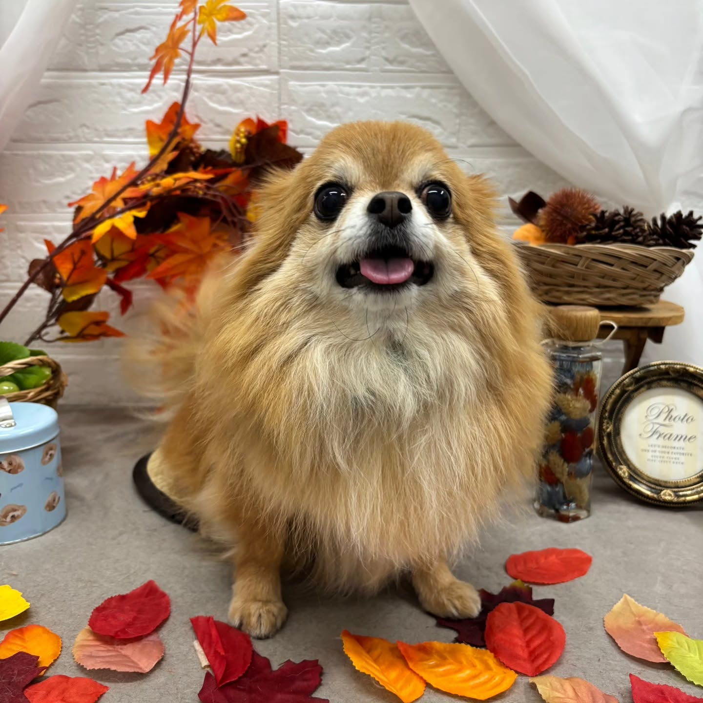 🍠🍠🍠🍠🍠🍠🍠🍠🍠🍠🍠🍠🍠