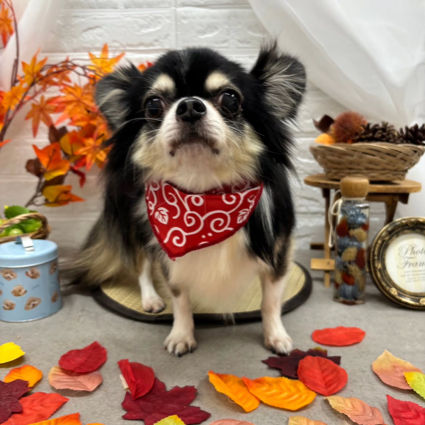 🍠🍠🍠🍠🍠🍠🍠🍠🍠🍠🍠🍠🍠