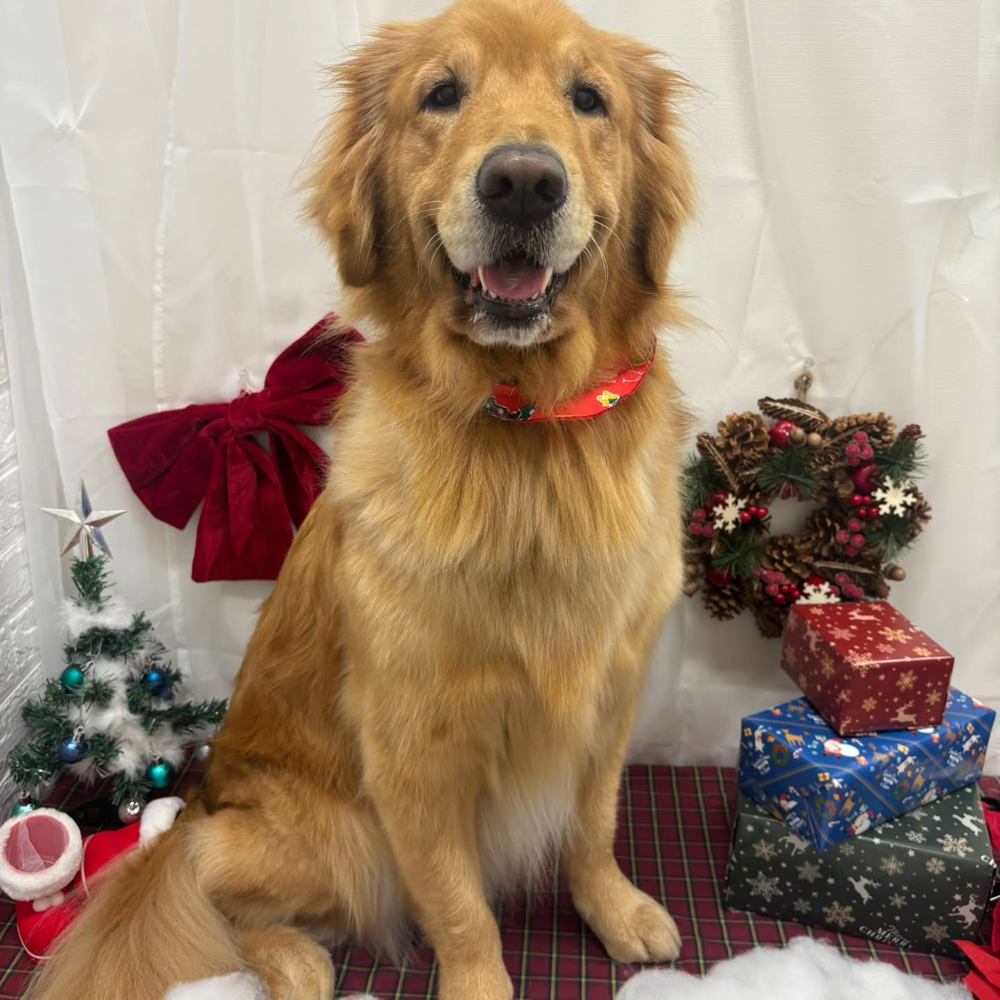 🎀🎀🎀🎀🎀🎀🎀🎀