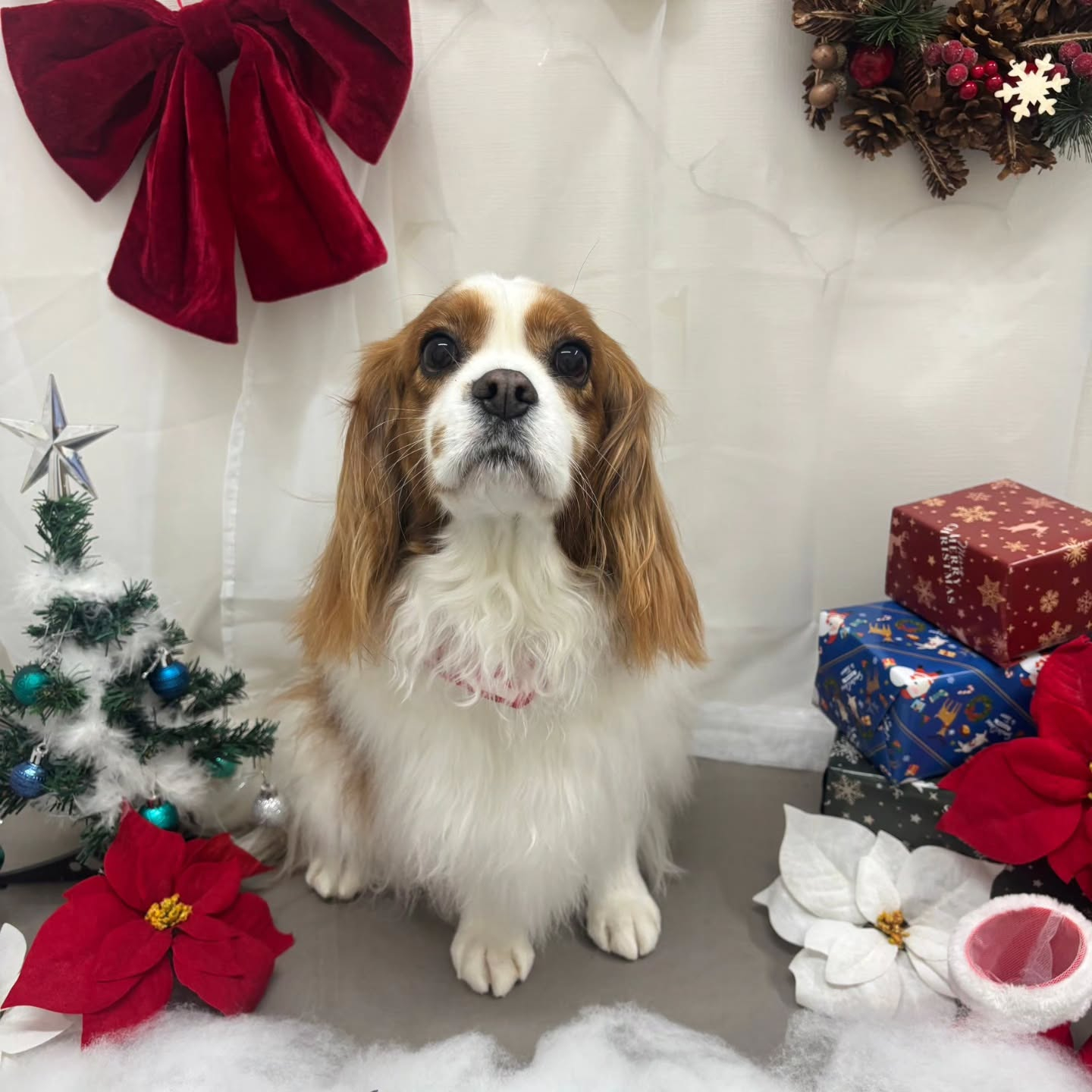 🎀🎀🎀🎀🎀🎀🎀🎀