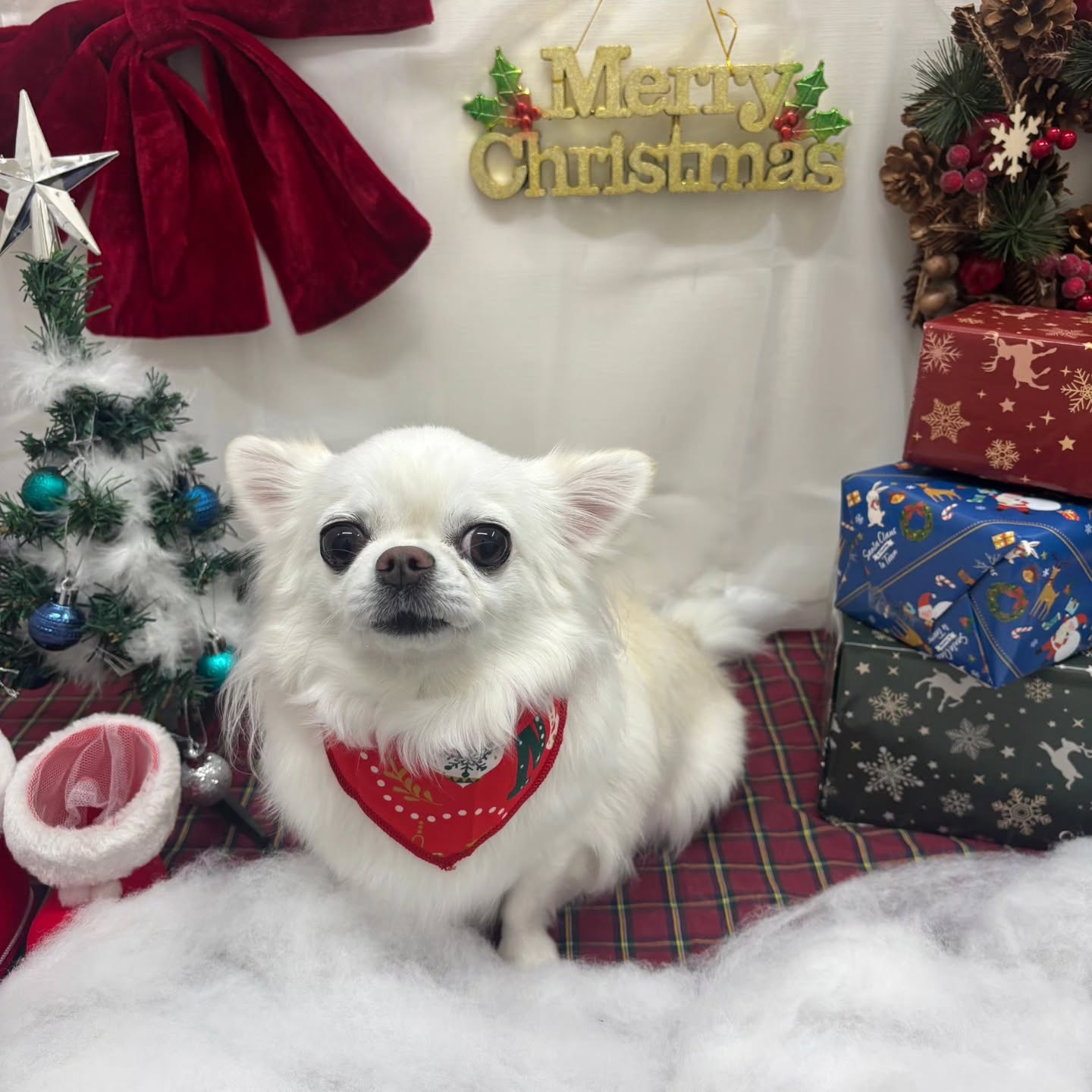 🎀🎀🎀🎀🎀🎀🎀🎀