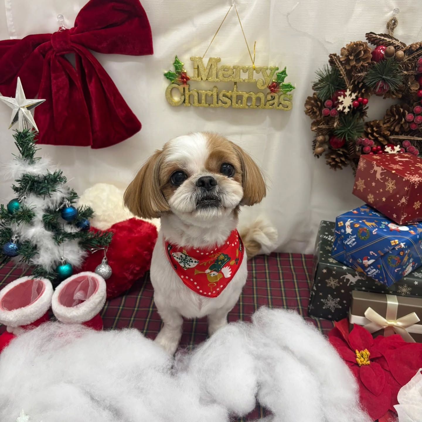 🎀🎀🎀🎀🎀🎀🎀🎀