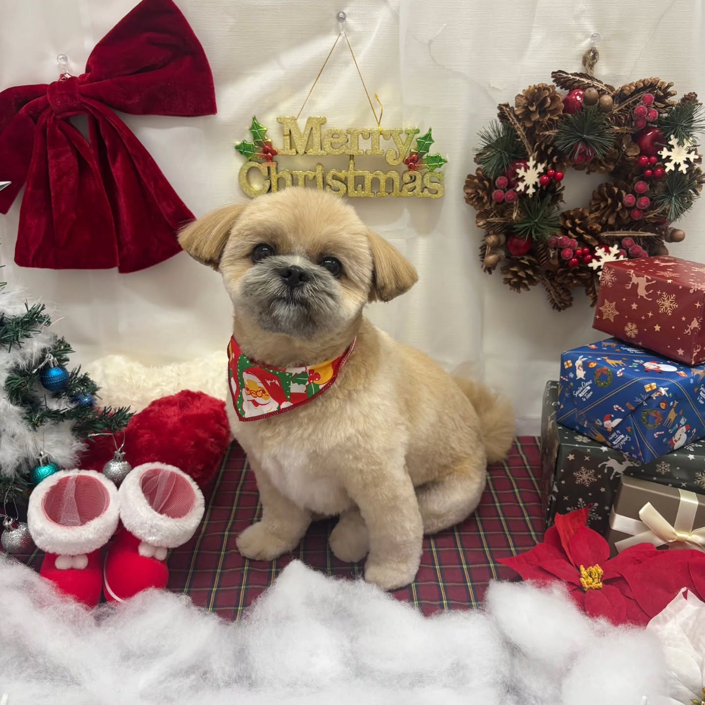 🎀🎀🎀🎀🎀🎀🎀🎀