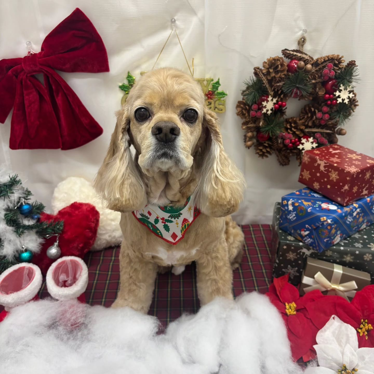 🎀🎀🎀🎀🎀🎀🎀🎀