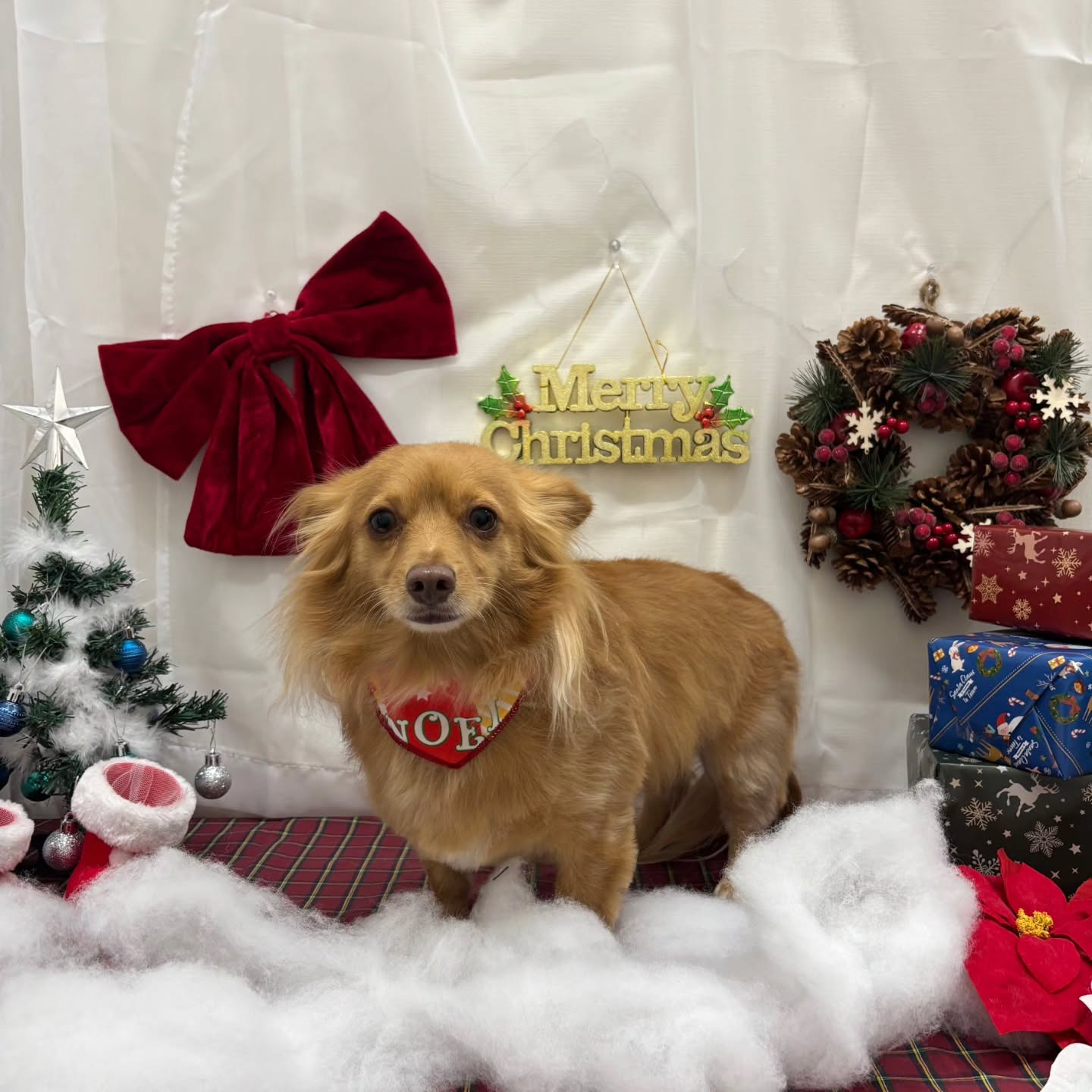 🎀🎀🎀🎀🎀🎀🎀🎀