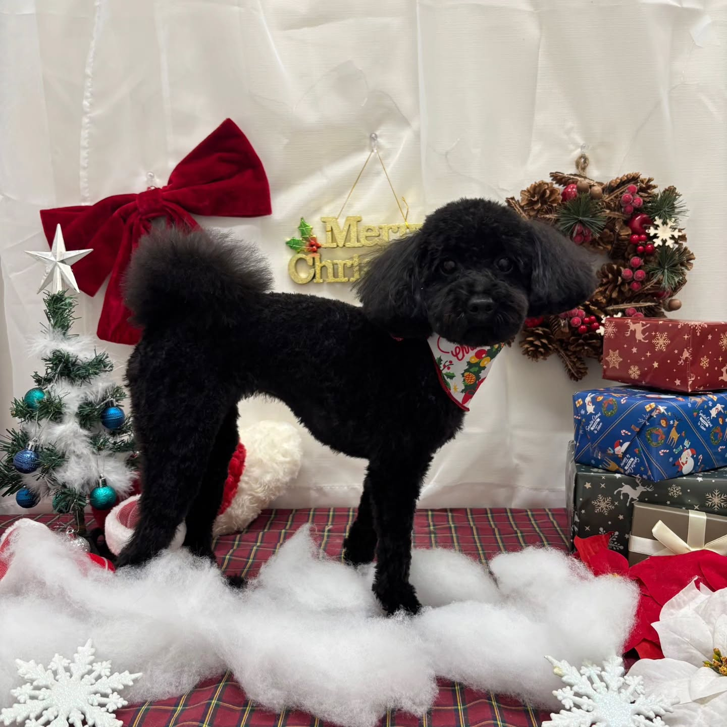 🎀🎀🎀🎀🎀🎀🎀🎀