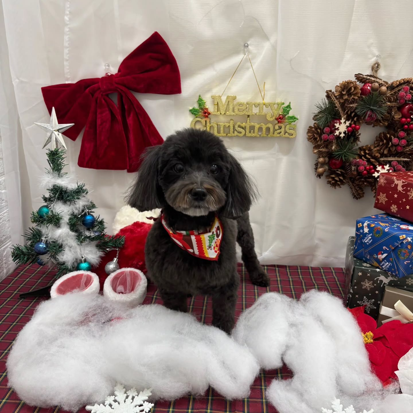 🎀🎀🎀🎀🎀🎀🎀🎀