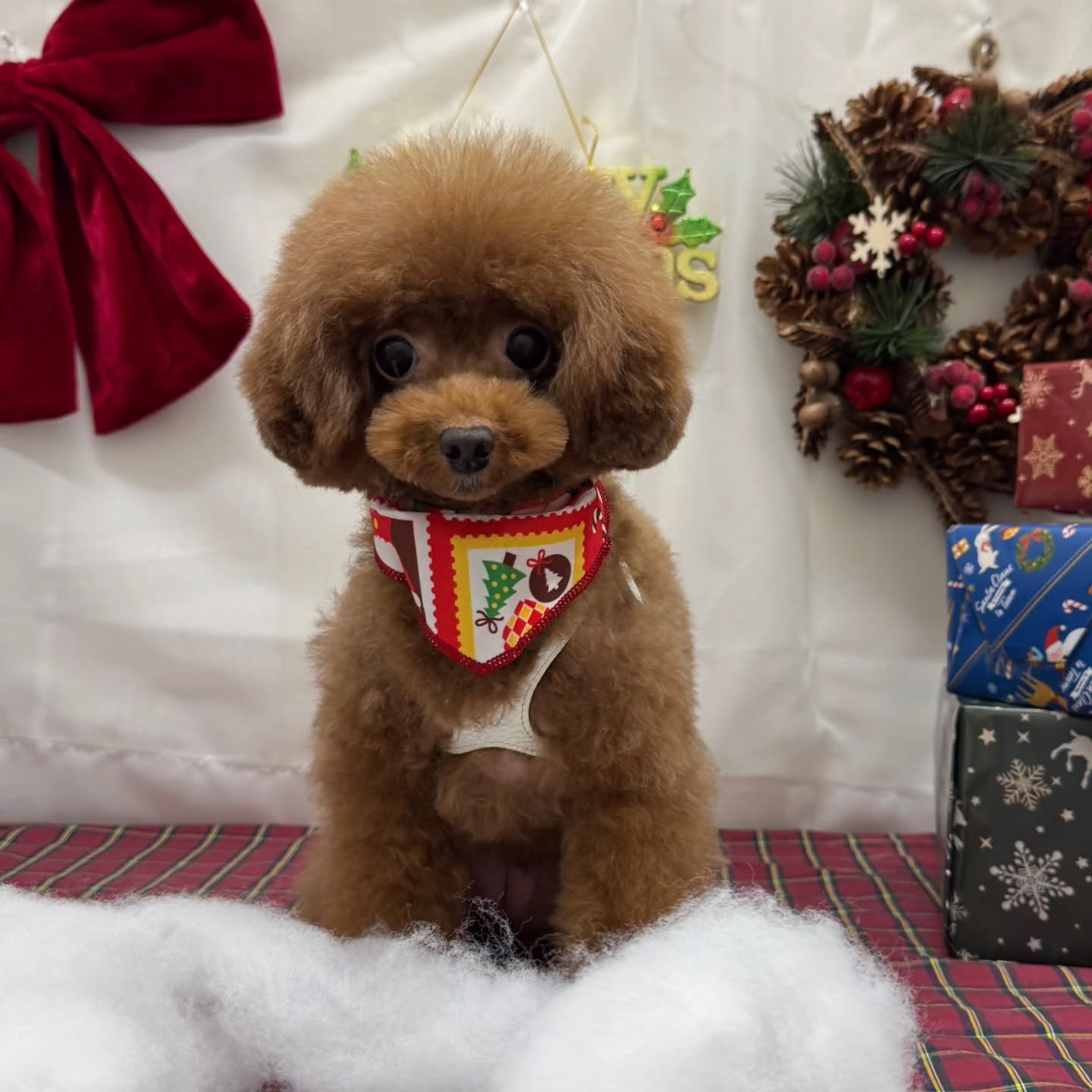 🎀🎀🎀🎀🎀🎀🎀🎀