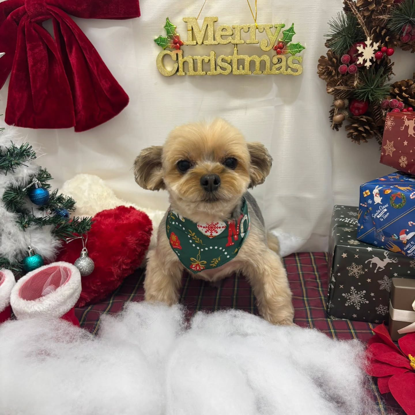 🎀🎀🎀🎀🎀🎀🎀🎀