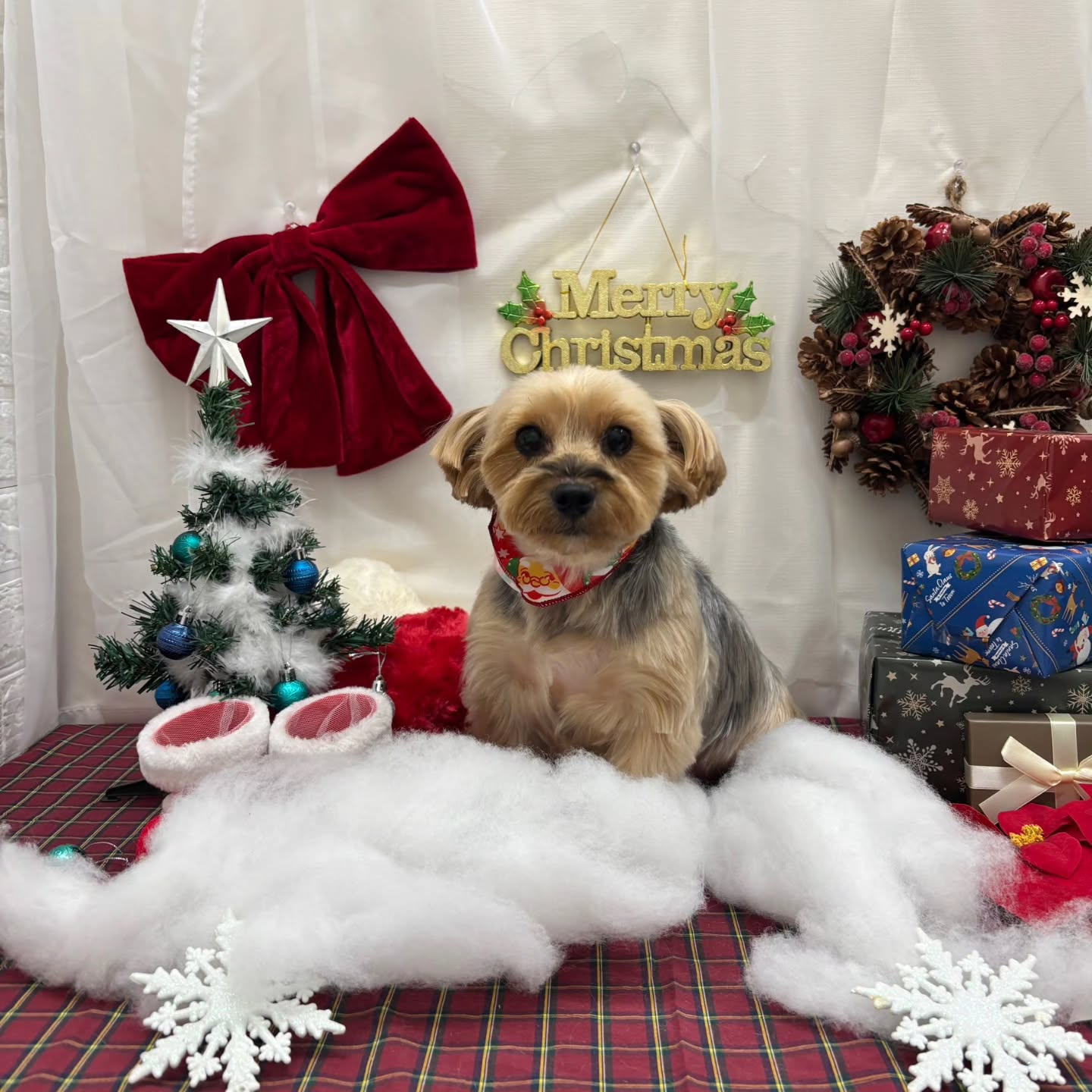 🎀🎀🎀🎀🎀🎀🎀🎀