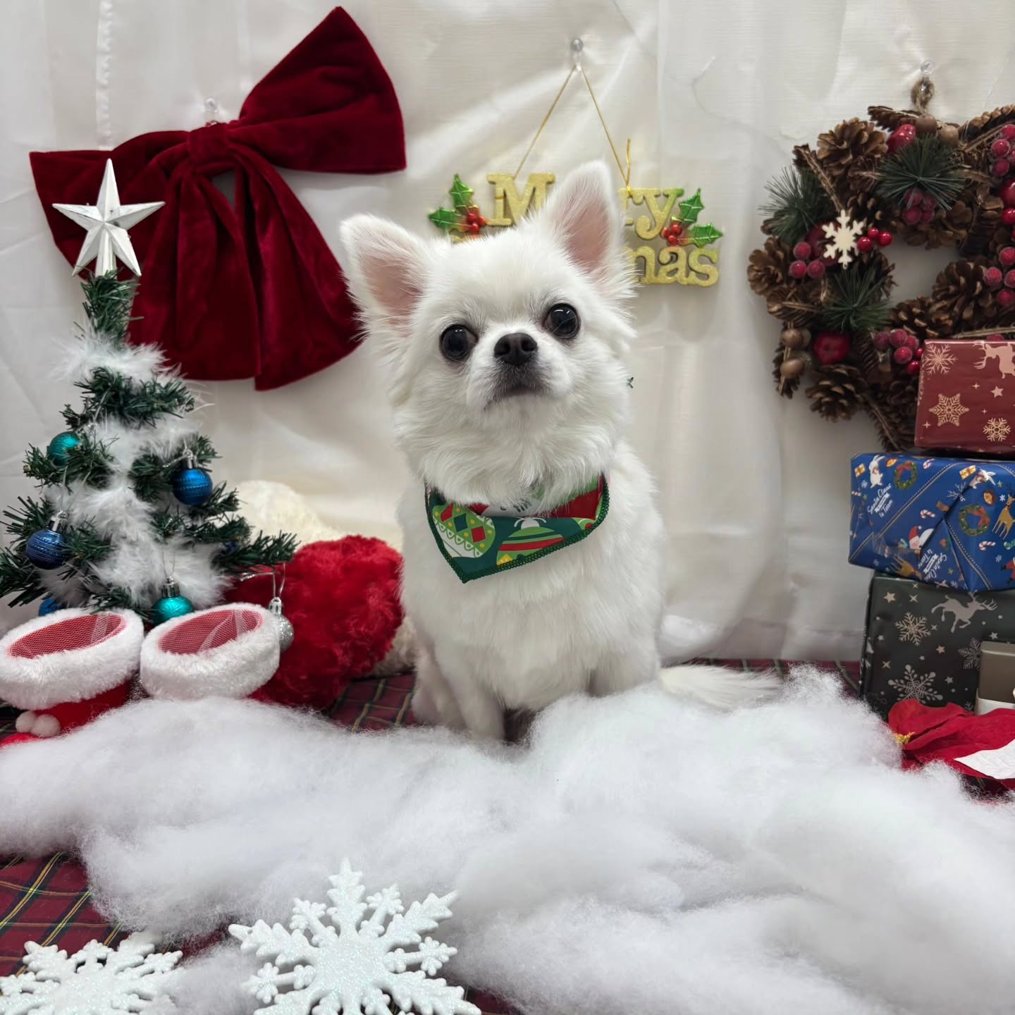 🎀🎀🎀🎀🎀🎀🎀🎀