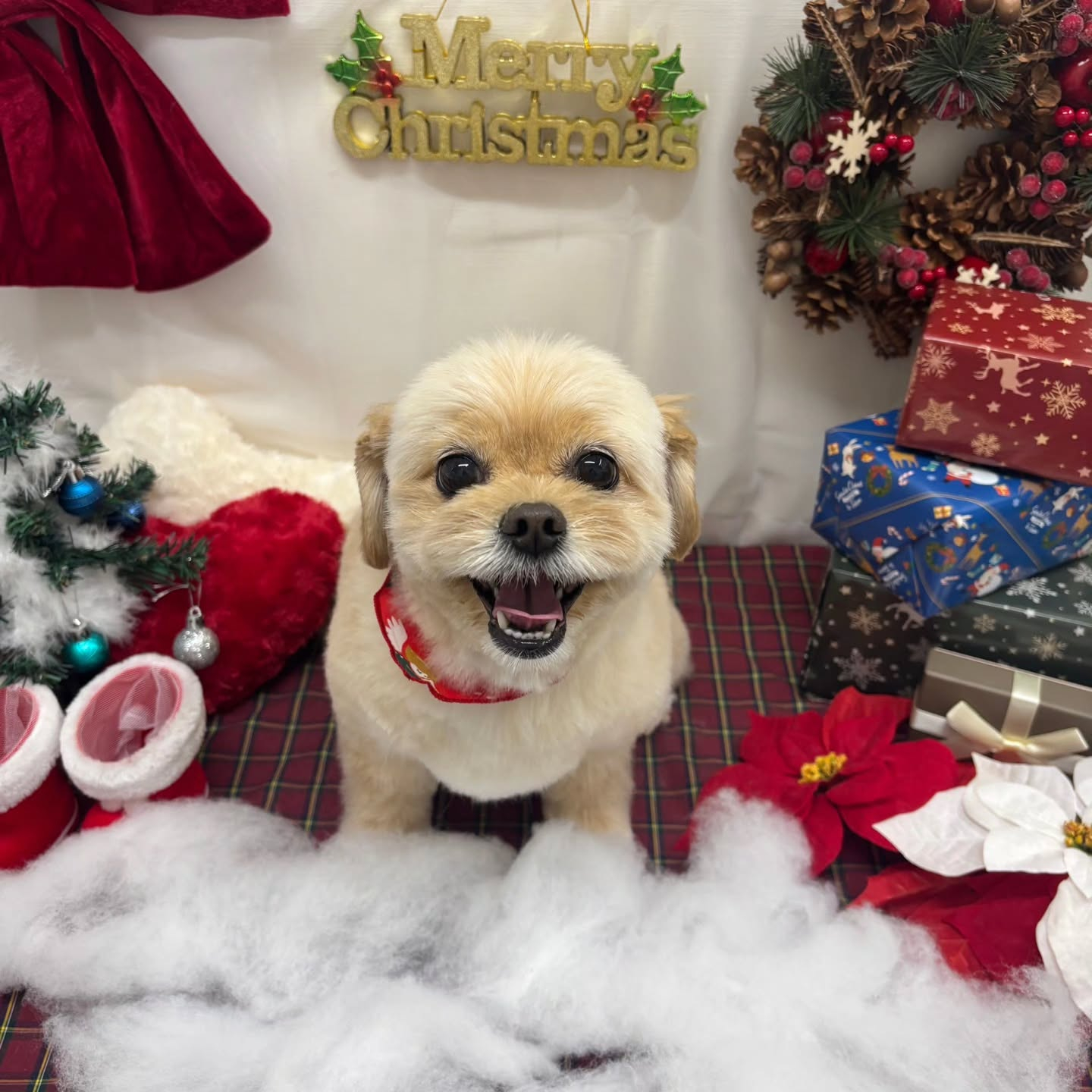 🎀🎀🎀🎀🎀🎀🎀🎀