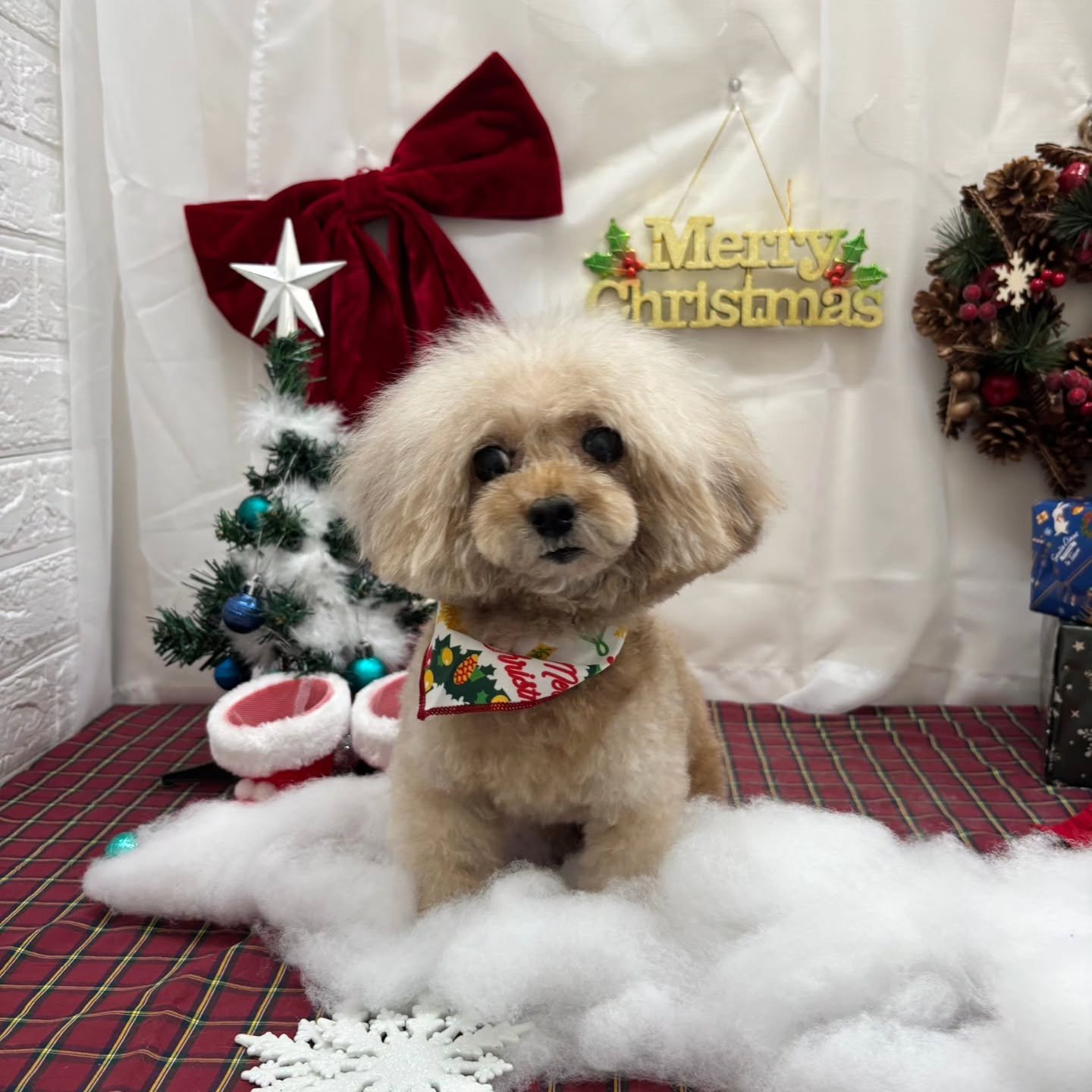 🎀🎀🎀🎀🎀🎀🎀🎀