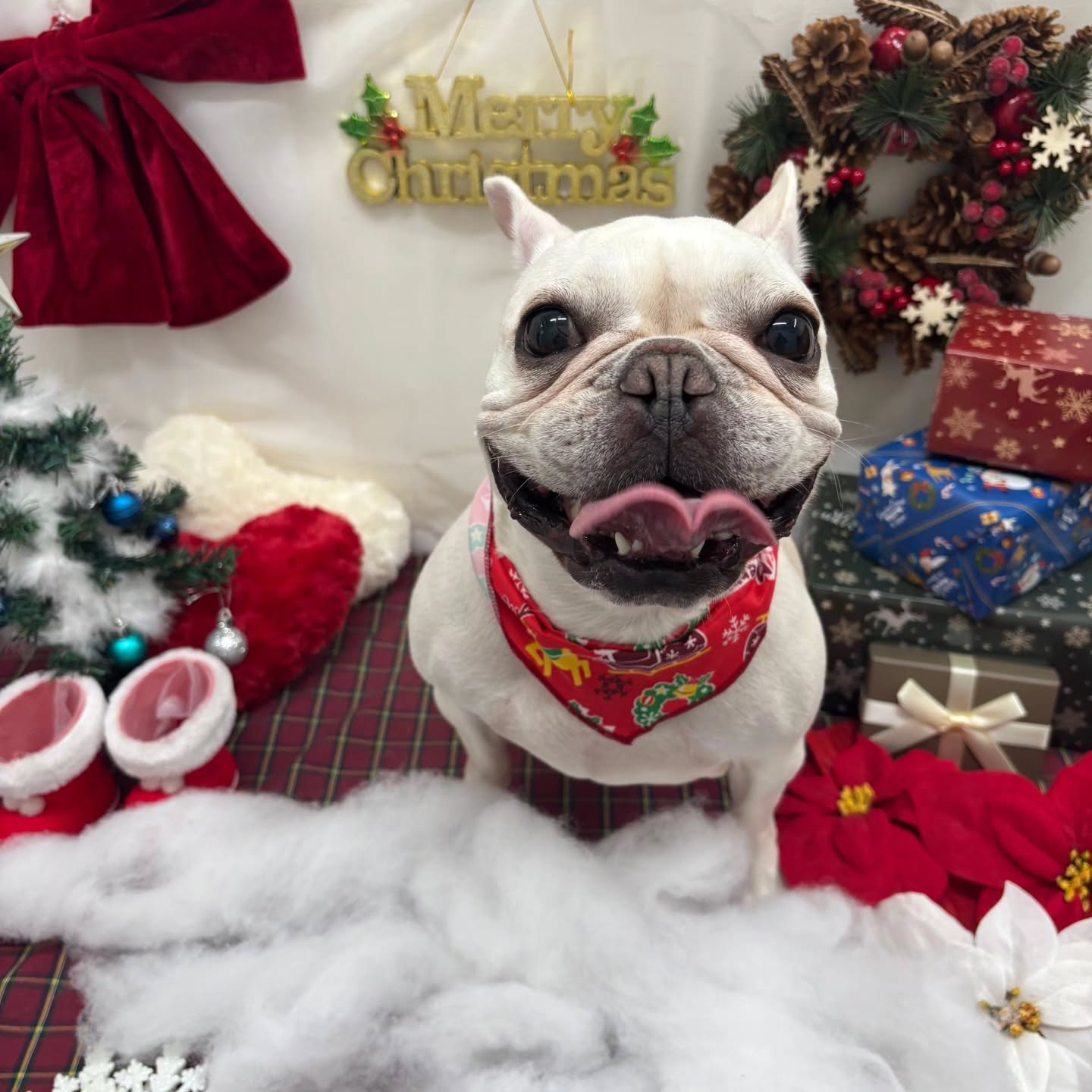 🎀🎀🎀🎀🎀🎀🎀🎀