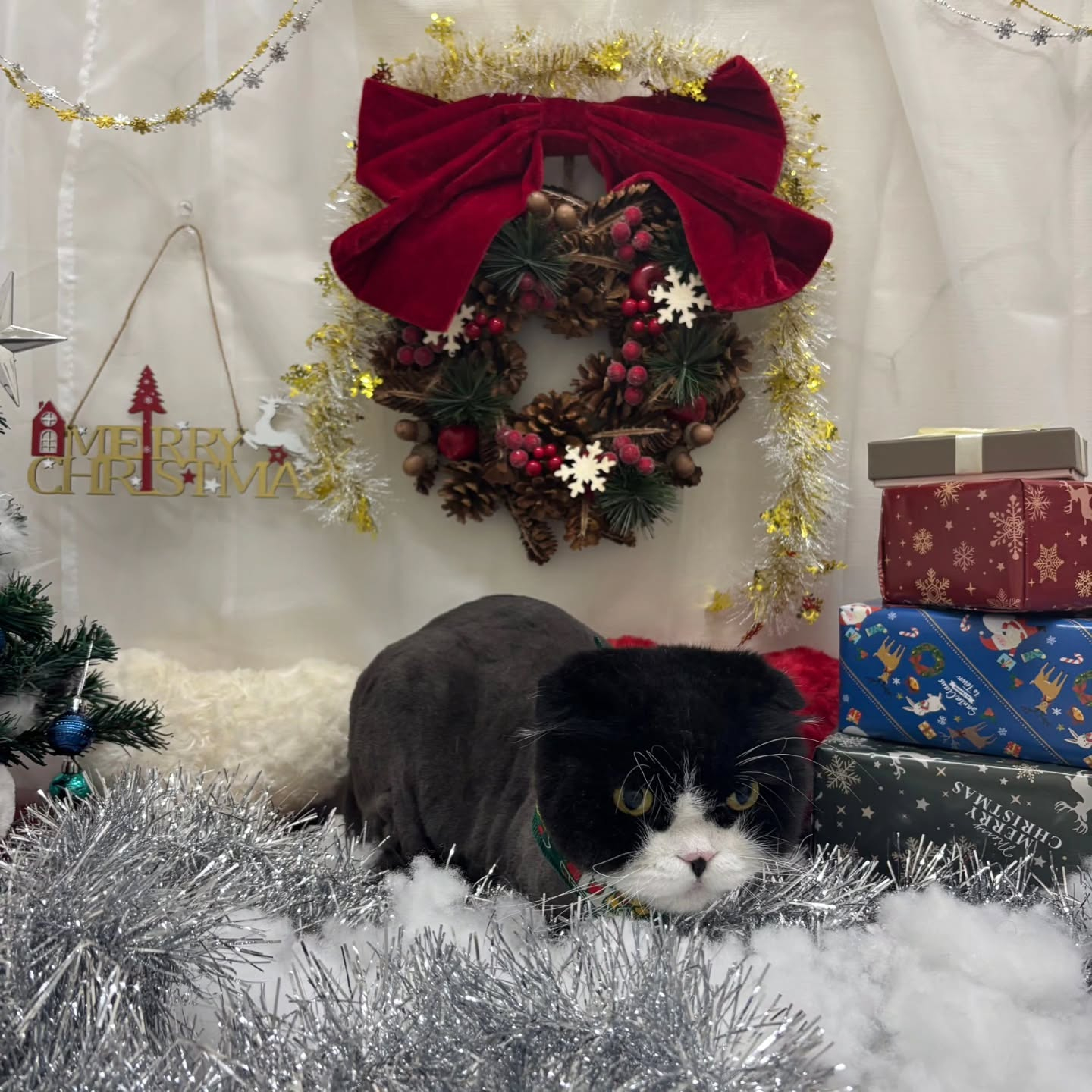 ⁡🎀🎀🎀🎀🎀🎀🎀🎀