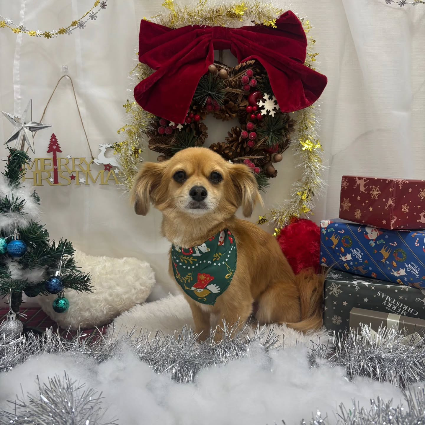 🎀🎀🎀🎀🎀🎀🎀🎀