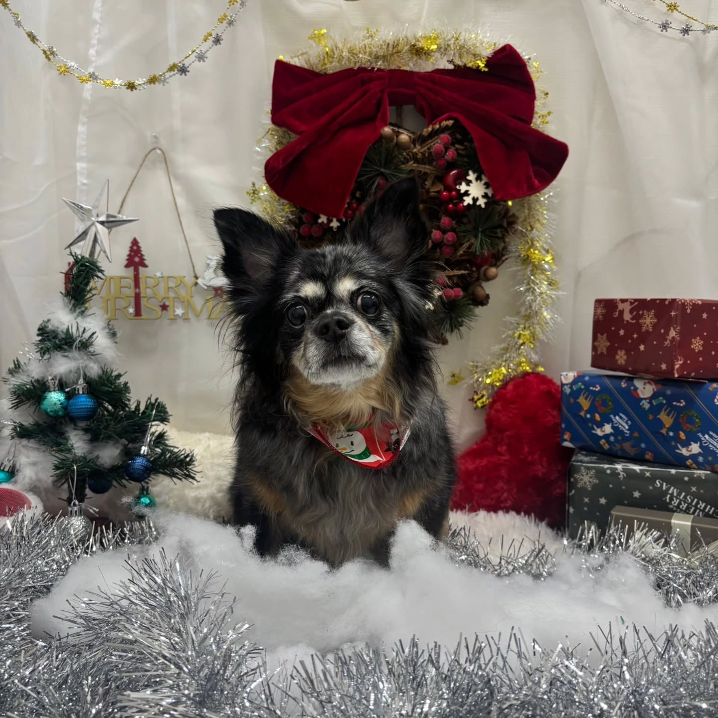 🎀🎀🎀🎀🎀🎀🎀🎀