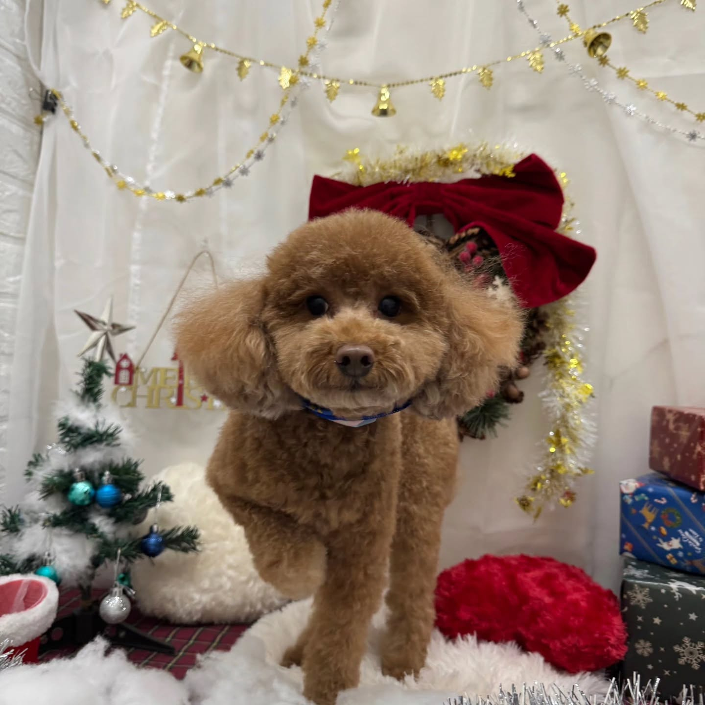 🎀🎀🎀🎀🎀🎀🎀🎀