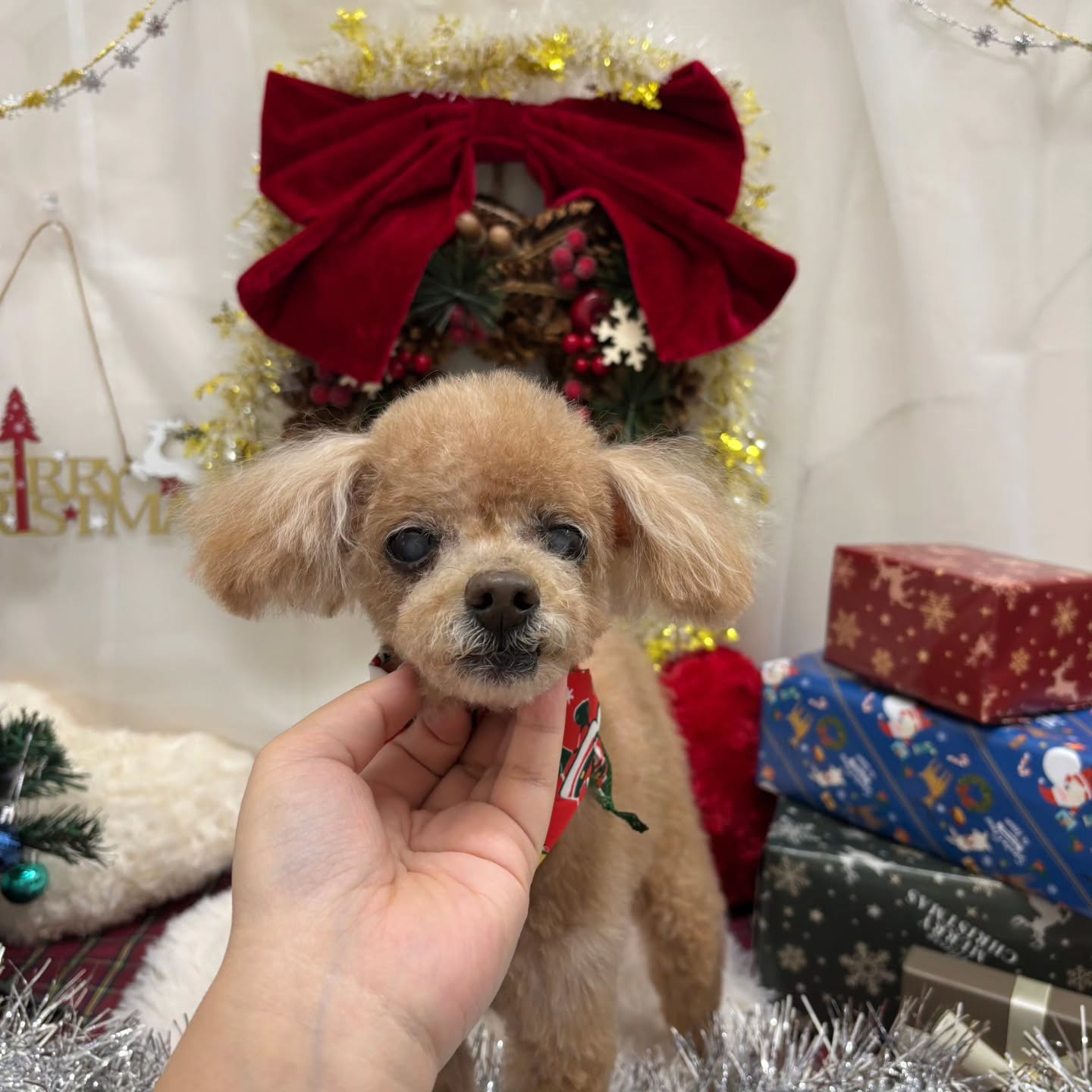 🎀🎀🎀🎀🎀🎀🎀🎀