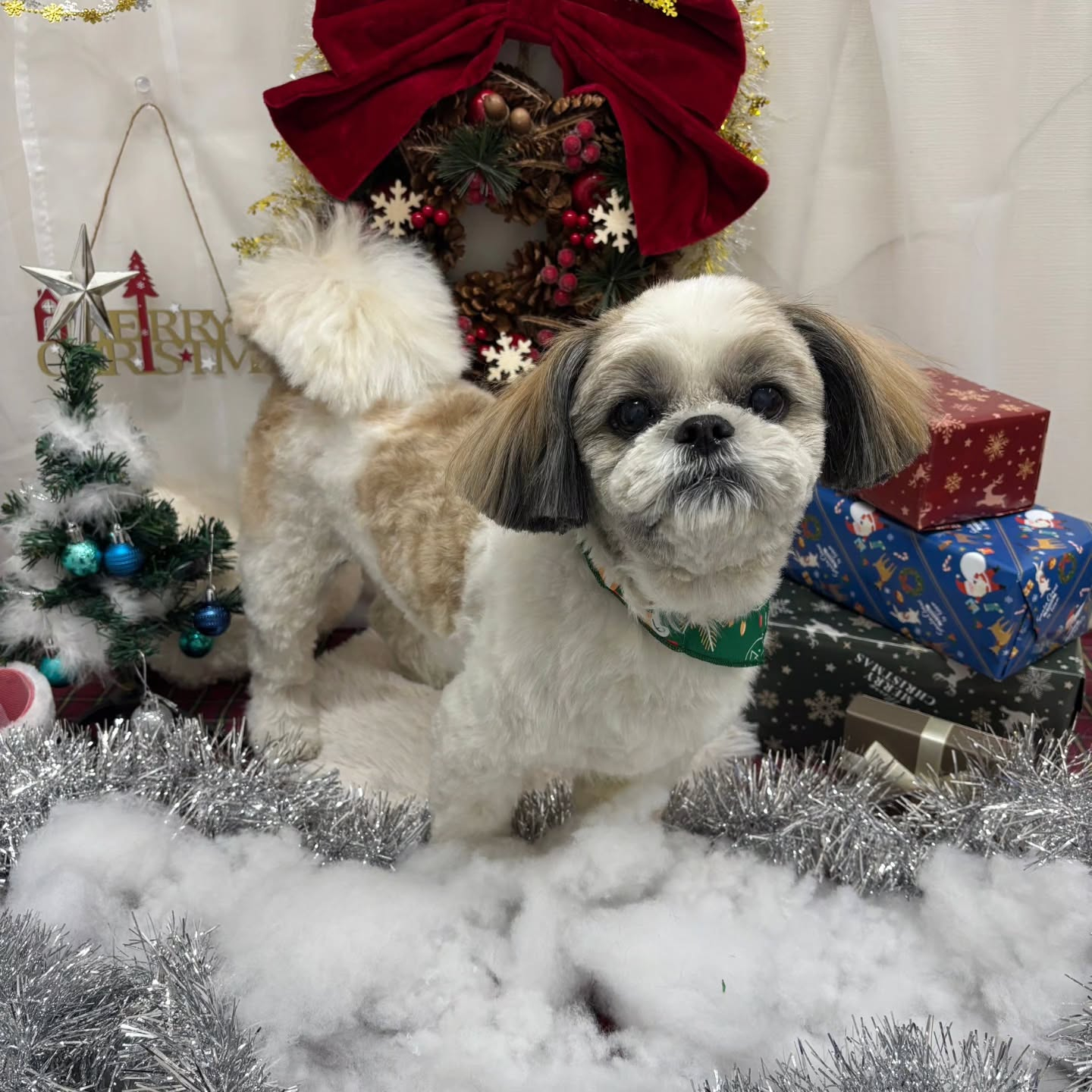 🎀🎀🎀🎀🎀🎀🎀🎀