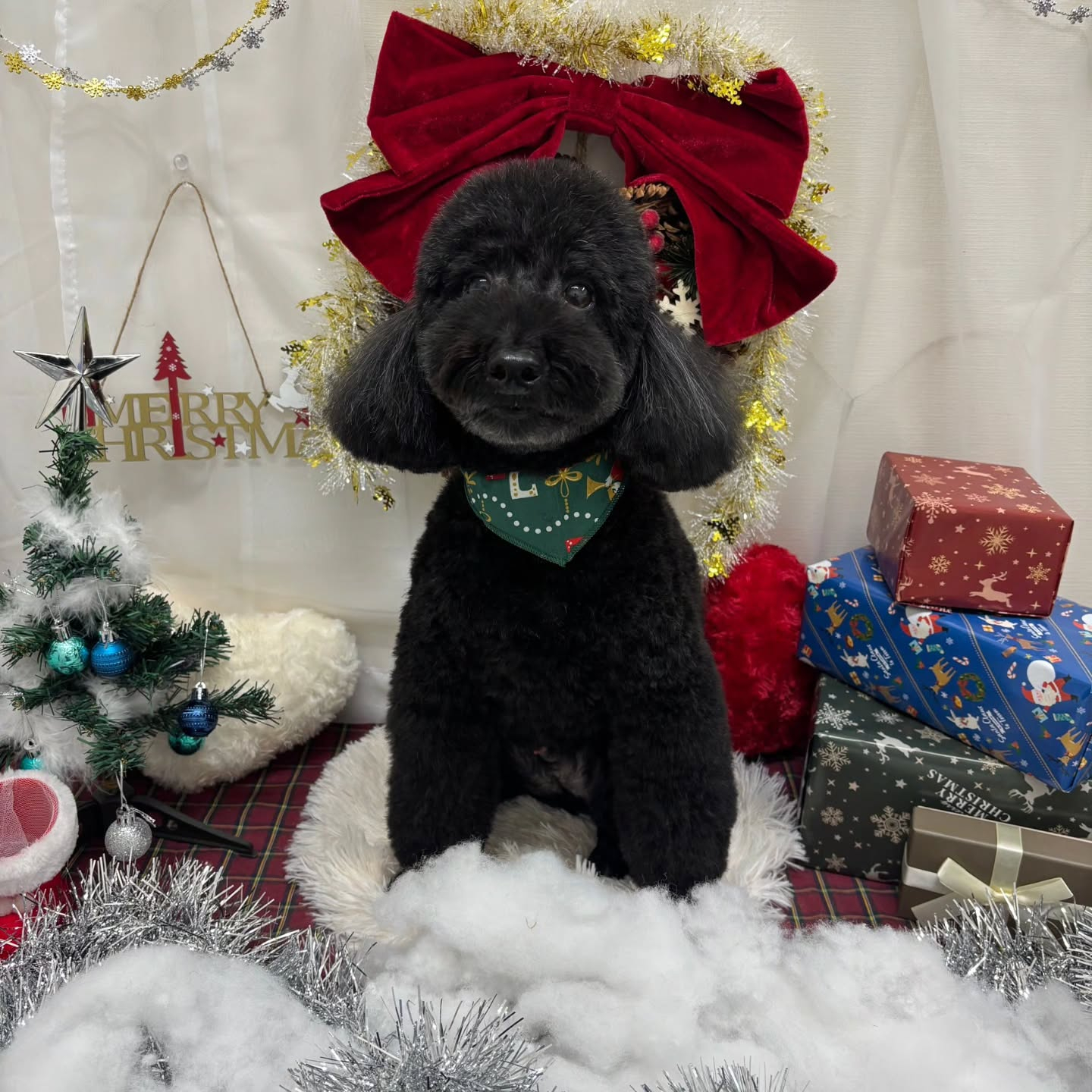 🎀🎀🎀🎀🎀🎀🎀🎀