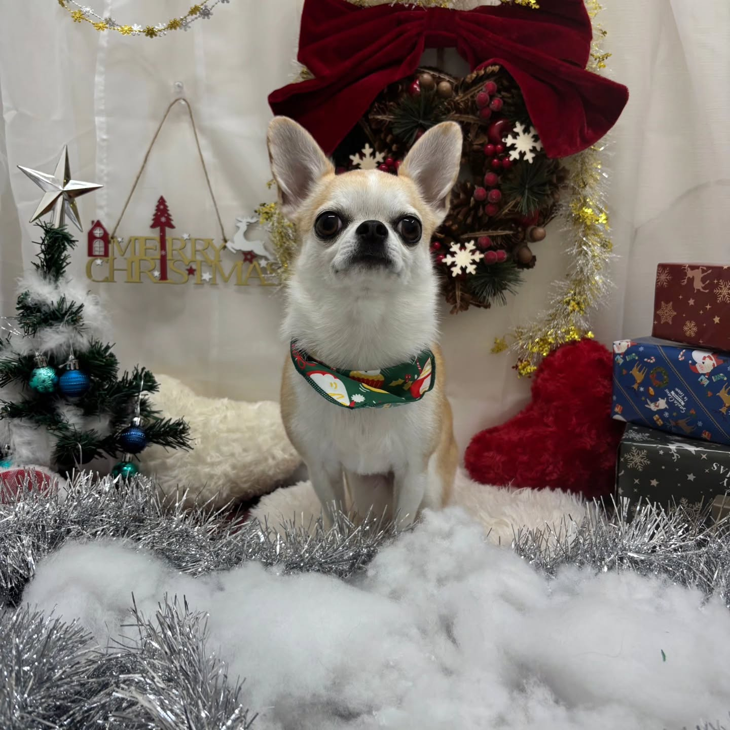 🎀🎀🎀🎀🎀🎀🎀🎀