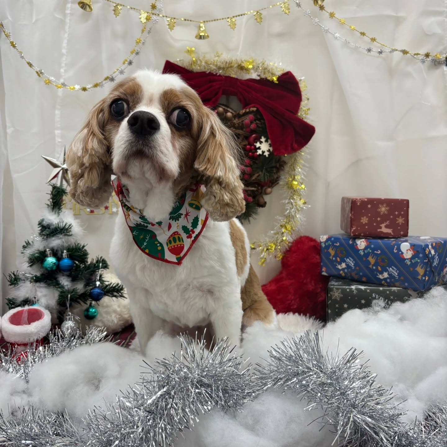 🎀🎀🎀🎀🎀🎀🎀🎀