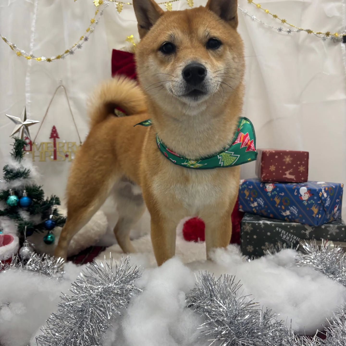 🎀🎀🎀🎀🎀🎀🎀🎀