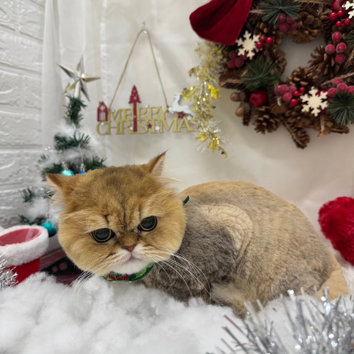 🎀🎀🎀🎀🎀🎀🎀🎀