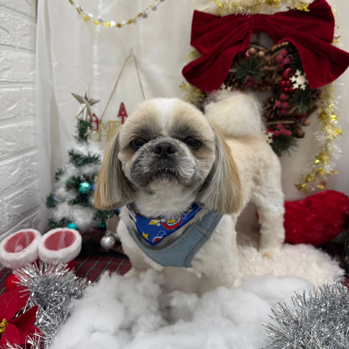 🎀🎀🎀🎀🎀🎀🎀🎀