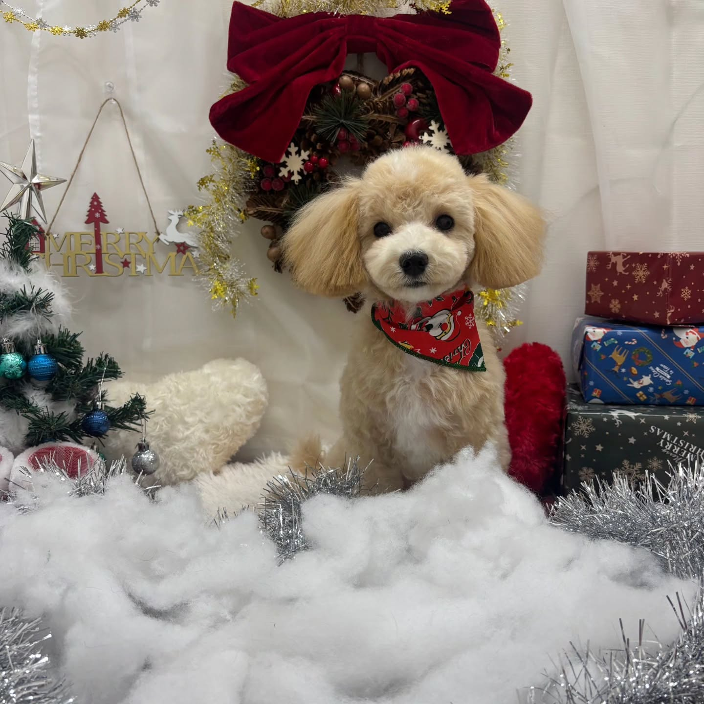 🎀🎀🎀🎀🎀🎀🎀🎀