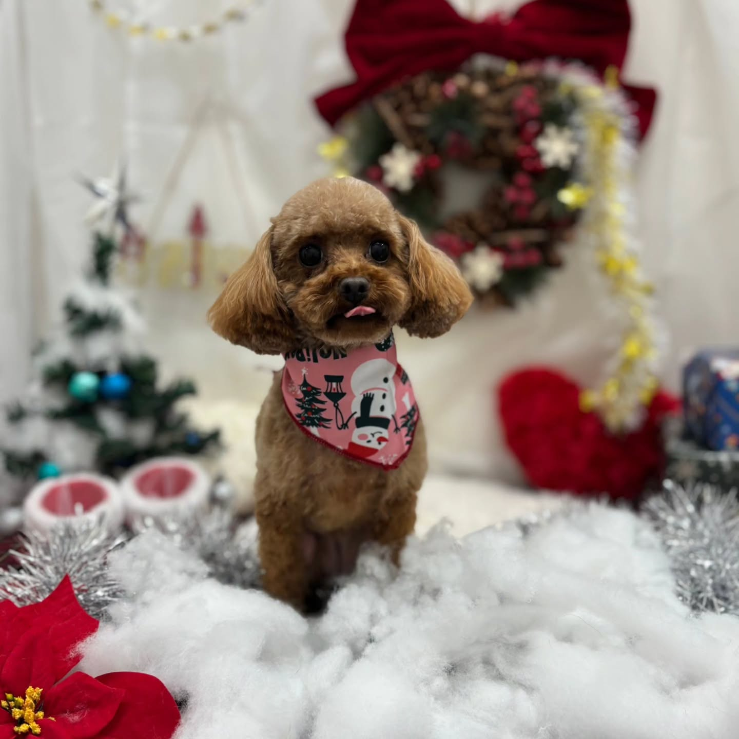 🎀🎀🎀🎀🎀🎀🎀🎀