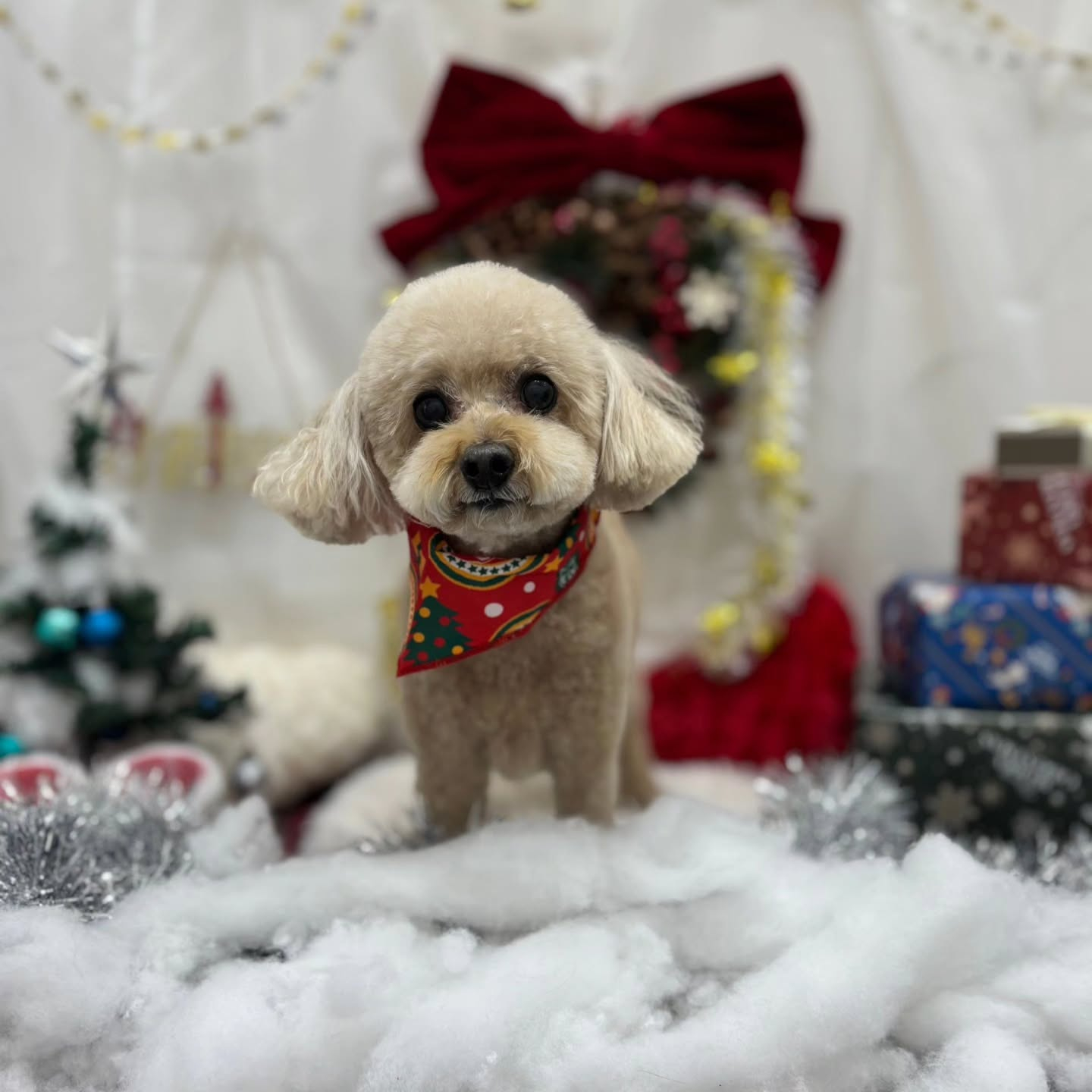 🎀🎀🎀🎀🎀🎀🎀🎀