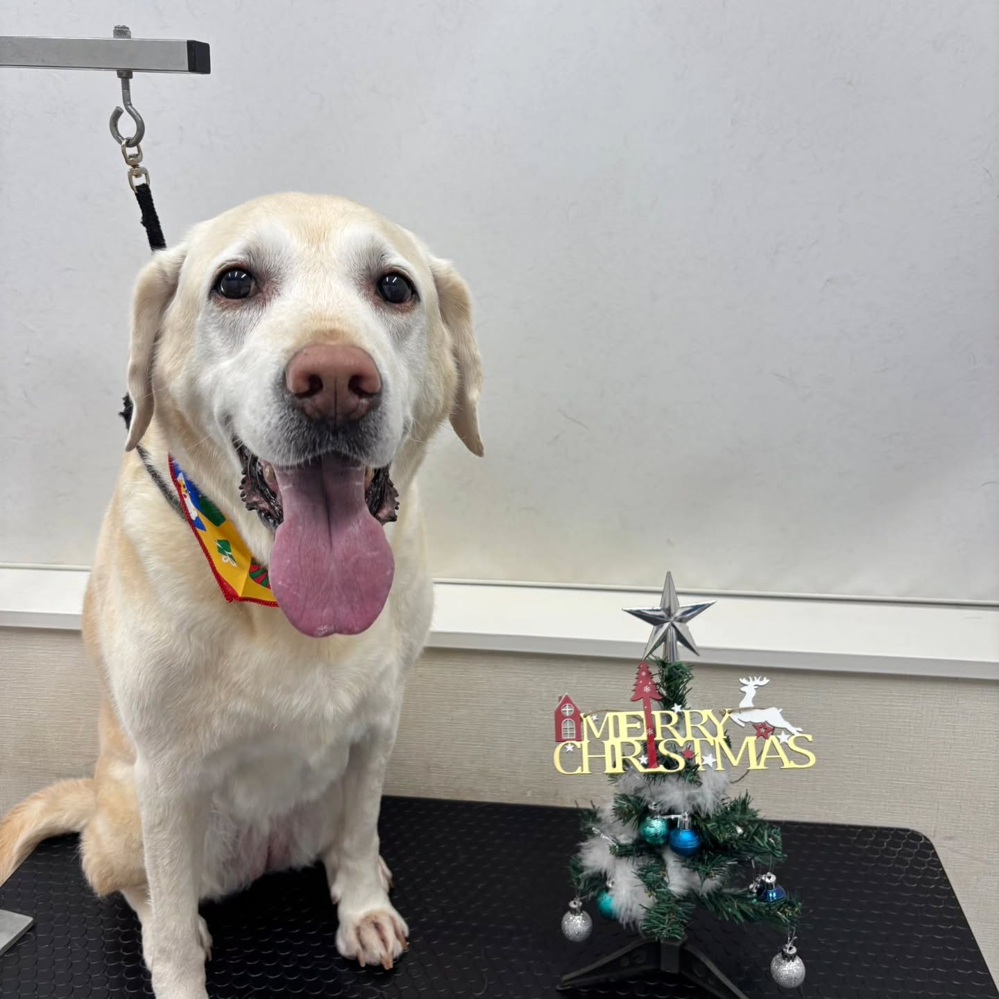 🎀🎀🎀🎀🎀🎀🎀🎀